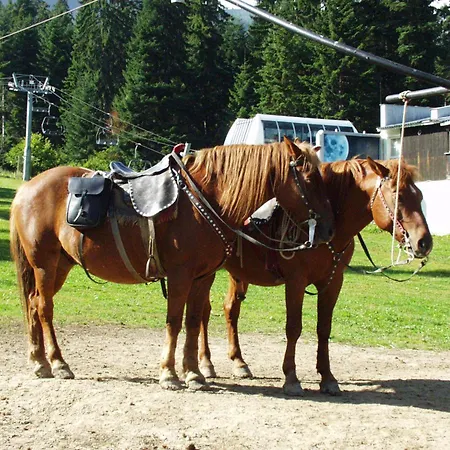 тес гарденс