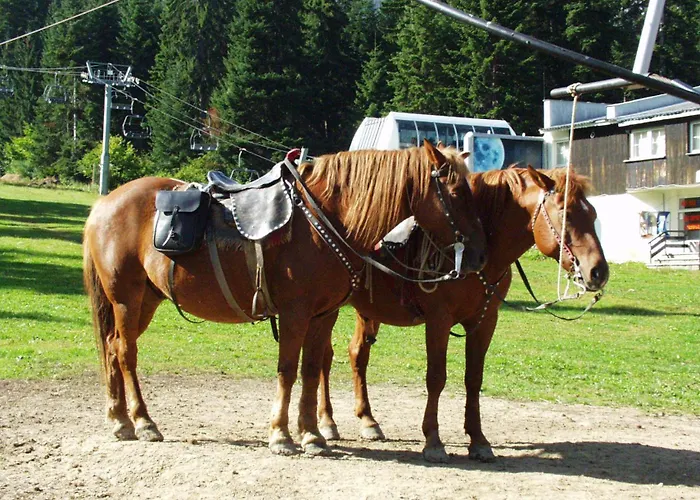 тес гарденс